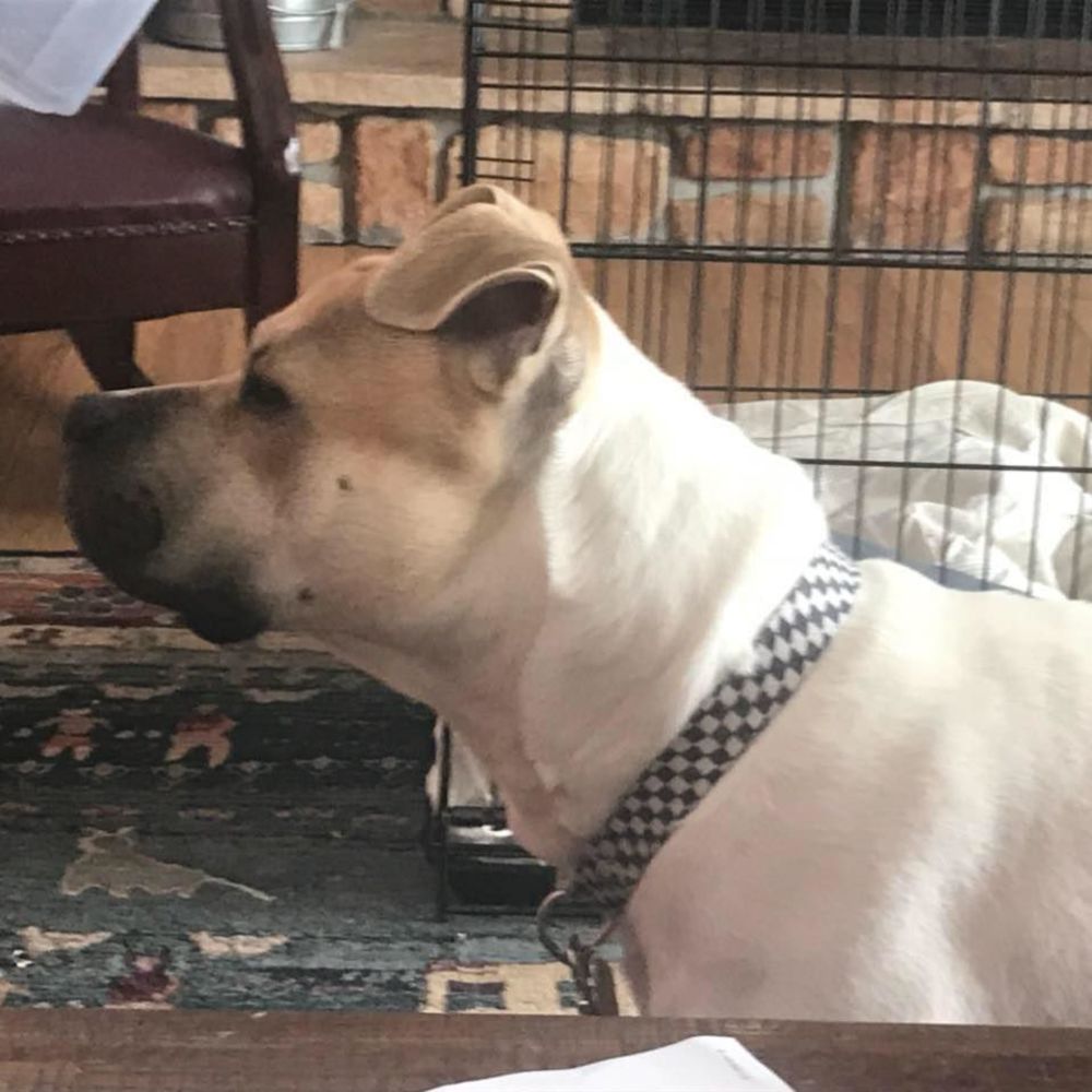 Meet your Posher, Susan